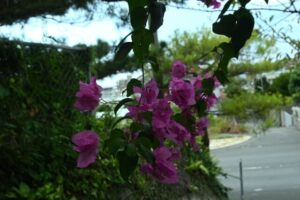 森川公園にある花