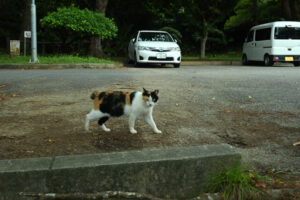 森川公園にいた猫