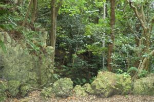 大山貝塚の風景２