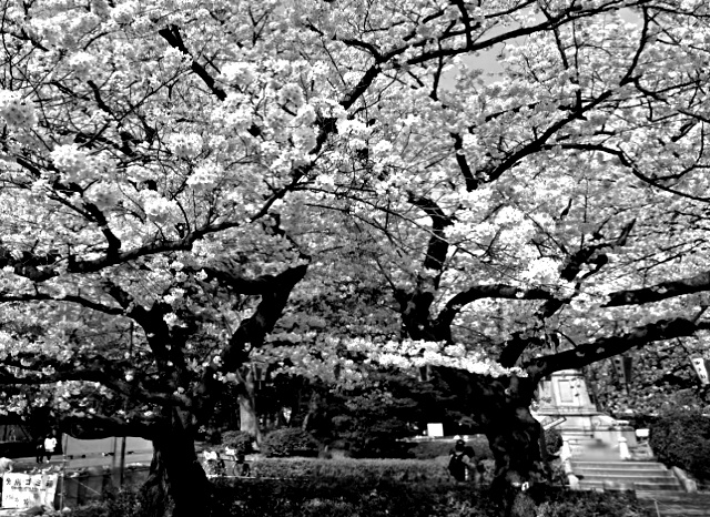 上野恩賜公園の桜