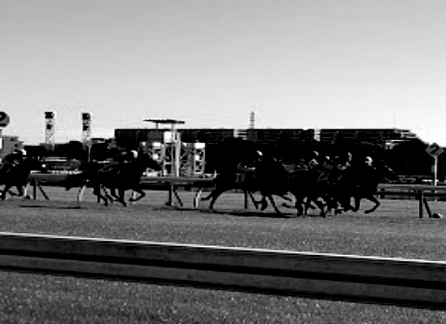 東京競馬場の外観