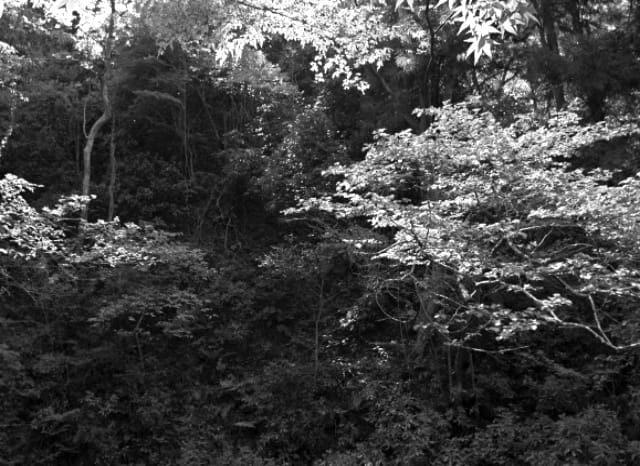 不幸の森|ウワサの心霊話