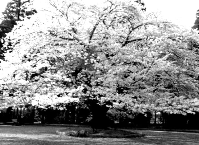 天使の森公園の外観