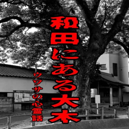 和田にある大木のウワサの心霊話