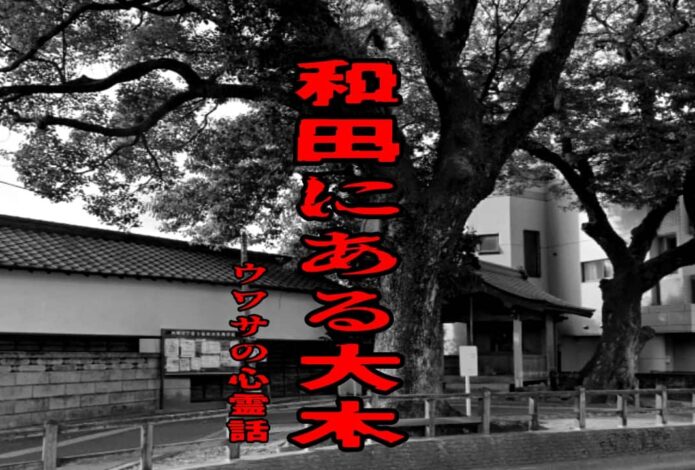 和田にある大木のウワサの心霊話