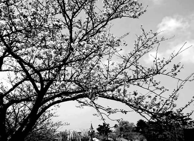 白水大池公園の桜