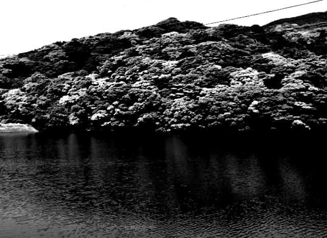 新池ため池の外観