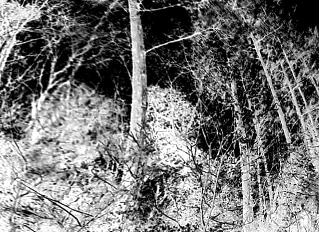 錦織公園の雑木林