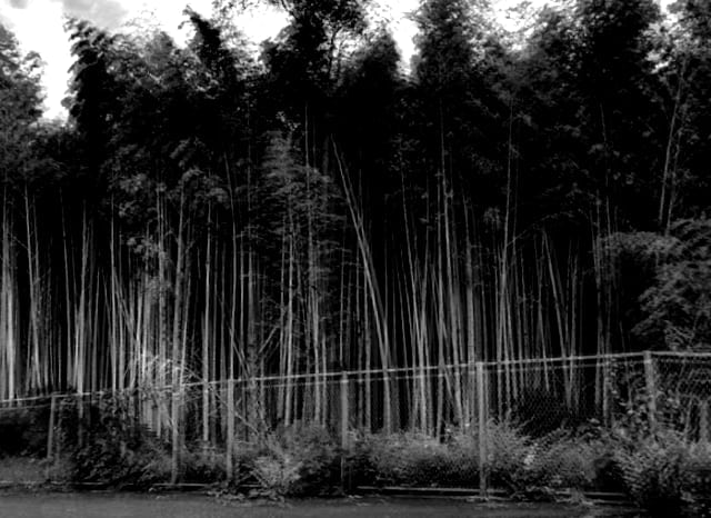 清風寺寝屋川霊園近くの竹林の外観